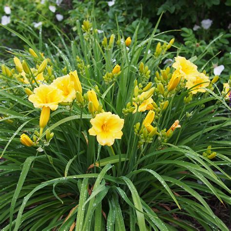 stella d'oro yellow daylilies